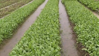 梅县区打好防寒防冻“保卫战” 确保农作物安全过冬