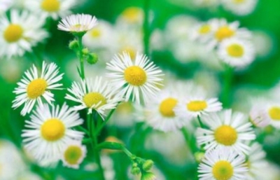 青春笛丨围绕在耳畔的话语