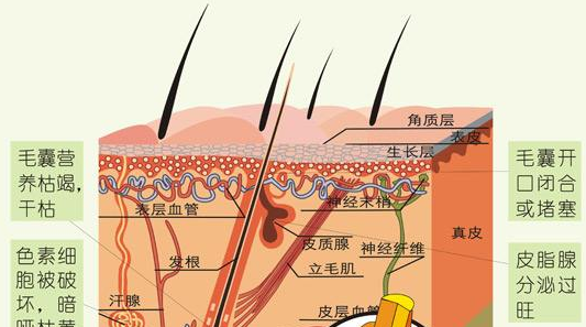 美科学家培育出带有毛囊的皮肤组织