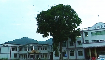 见闻丨生态古村环境佳  两千“八哥”来安家