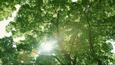 梅州市“市树”评选结果公示啦！居然是它当选…