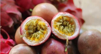 大埔农户自培“黄金”种苗  百香果卖出“金价”