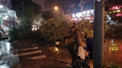 昨晚又一大树突然倒下，事发丰顺汤坑…