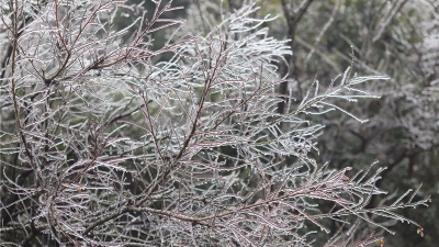 你在梅州看到“雪”了吗？未来三天我市仍有低温霜冻！