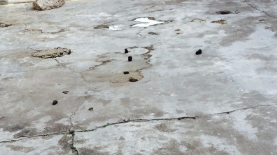 随地便溺还追逐小孩！不文明养狗现象让梅城周增路居民很烦恼