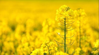 青春笛丨陈宇萌作品——《门前那些景》