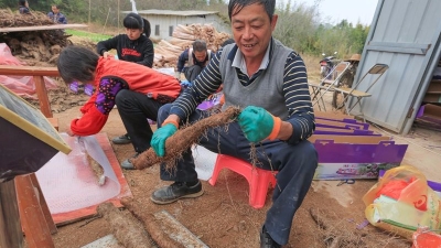 梅县南口七贤村民“甜蜜的苦恼”：引种紫玉淮山丰收不够卖