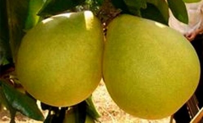 大埔农业局召开创建国家级出口蜜柚质量安全示范区培训会