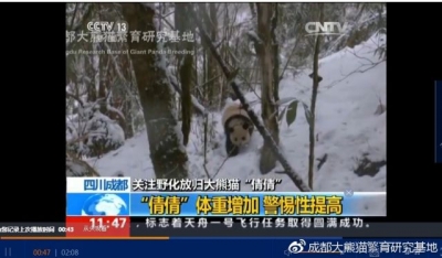 成都大熊猫基地回应“虐熊猫”一文：与事实严重不符