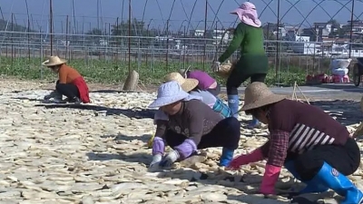 晒菜脯啦！五华梅林梅东村近百亩萝卜喜获丰收
