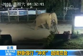 一头亚洲象强行“冲关” 越境 两小时后原路返回