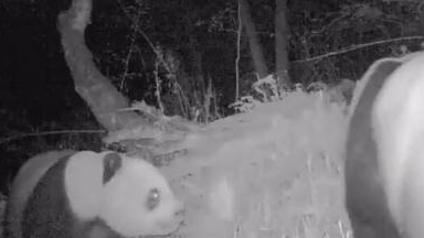 辣眼睛！实拍野生大熊猫情侣钻小树林……