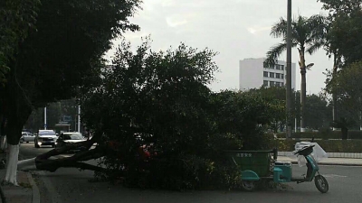 惊险！梅城一路树突然倒下砸中环卫车