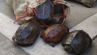 一池乌龟集体“出走”？五华华阳某养殖场乌龟凌晨失盗