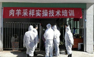 大埔畜牧兽医局举办肉羊采样实操技术培训