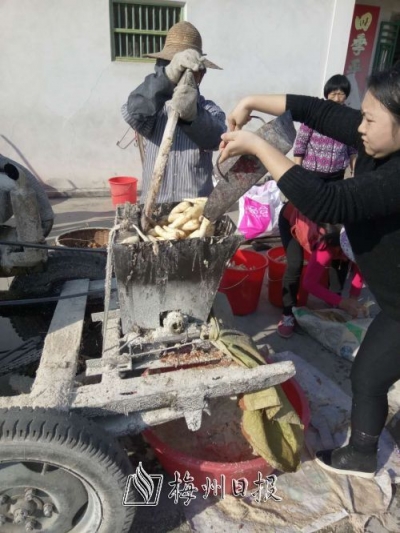 见闻丨梅江区城北镇觉塘村村民排队打薯粉