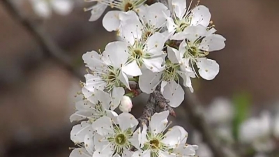 李花飘香，醉游人！平远泗水“飘雪”迎客来