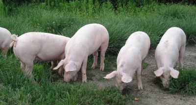 蕉岭新铺多措并举全力整治生猪养殖污染