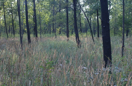 丰顺砂田开展打击破坏林地资源违法行为专项整治