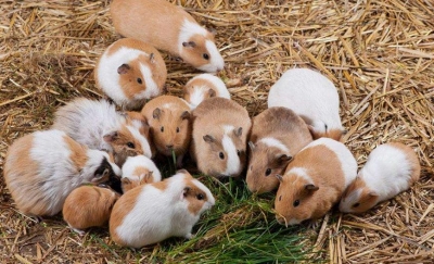 大埔茶阳一贫困户养殖天竺鼠甩掉贫困帽