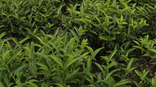 蕉岭：发挥世界寿乡品牌优势 助力长寿健康产业升级