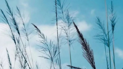 周溪｜ 途经生命的风