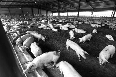 蕉岭整治养猪污染再加力  这些时间节点需记好