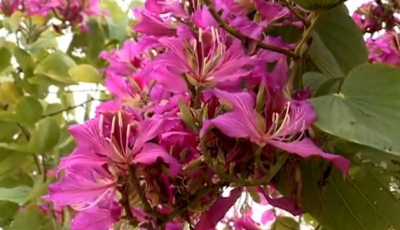 紫荆落花成就美景，五华长乐公园“穿紫袍”