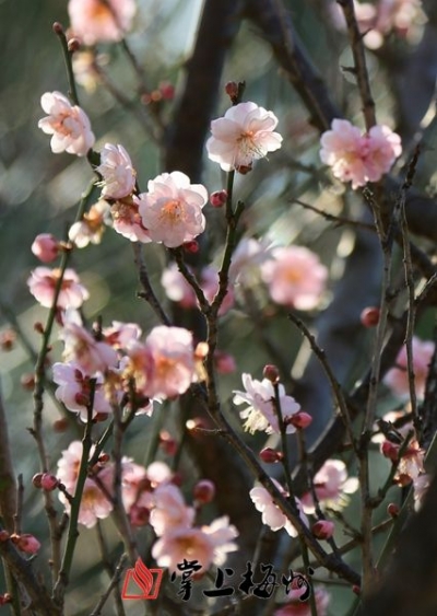 散文园丨闻香探梅好时节