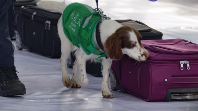 不仅萌还很厉害！粤辖区检疫犬累计截获8万多批次违禁物