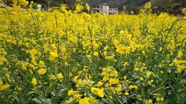 来看油菜花海！兴宁高陂村集约土地发展新型生态旅游项目
