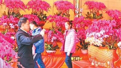梅州迎春花市今日收市，顾客纷纷挑选“芬芳年货”