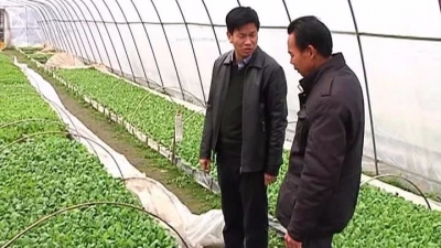 寒潮来袭！农作物该怎么防寒防冻？平远县农业部门来支招