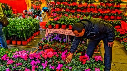 梅江区林业局开展迎春花市植物检疫检查工作