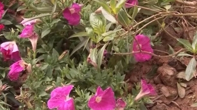 “采花大盗”频出没！兴城新种植时花被人为毁坏