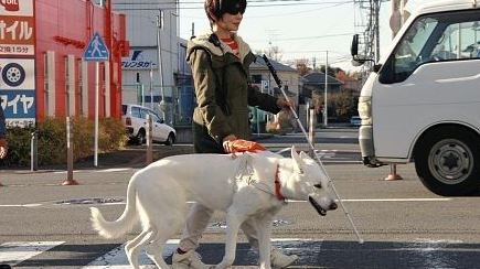 南方航空：工作犬可以免费进入客舱陪伴旅客