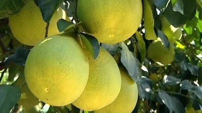 梅县金柚产业技术创新联盟启动