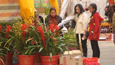 兰花成梅城今年花市“主角”！店家预计明日进入销售高潮