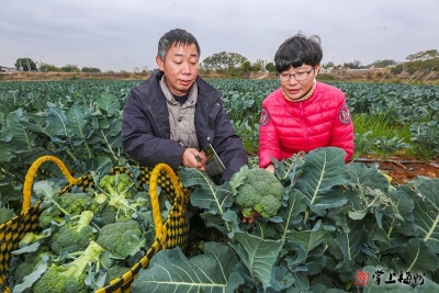 社论丨乡村振兴更需培育新型职业农民