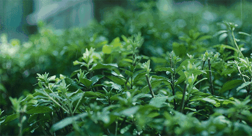 今日雨水！万物萌动春将至，别忘这件事