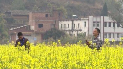 美呆！兴宁大坪油菜花竞相绽放