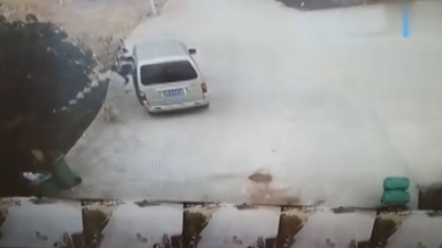 注意提防！丰顺一偷狗贼光天化日“秒套”农家犬