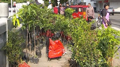 春暖花开！平远城乡苗木市场日趋活跃