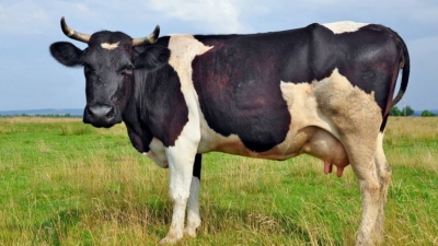 梅城一男子顺手牵牛转卖  赔偿失主2万元并获刑