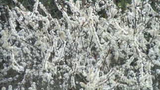 兴宁径南永和：漫山李花迎春开 踏青赏花正当时