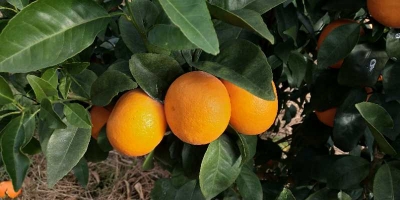 丰顺沃柑引种及绿色高产栽培技术水平达省内先进