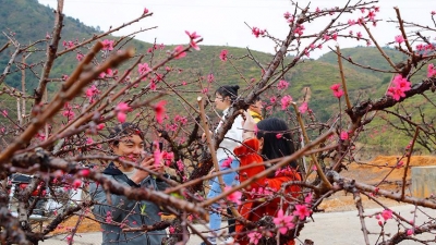 五华潭下镇千亩桃花绽放 桃花节拟于3月3日举行