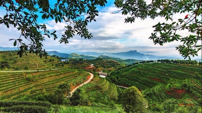 龙头企业串起特色产业！平远引领特色农业产业化发展