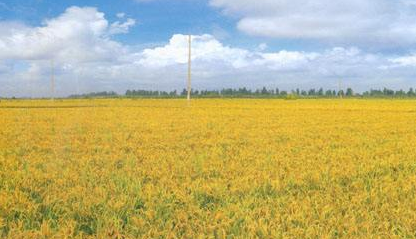 去年平远实现农业总产值19.3亿元 比增3.5%