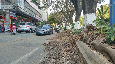 东山大道"不安分"树根已修剪,路面平整通行无忧